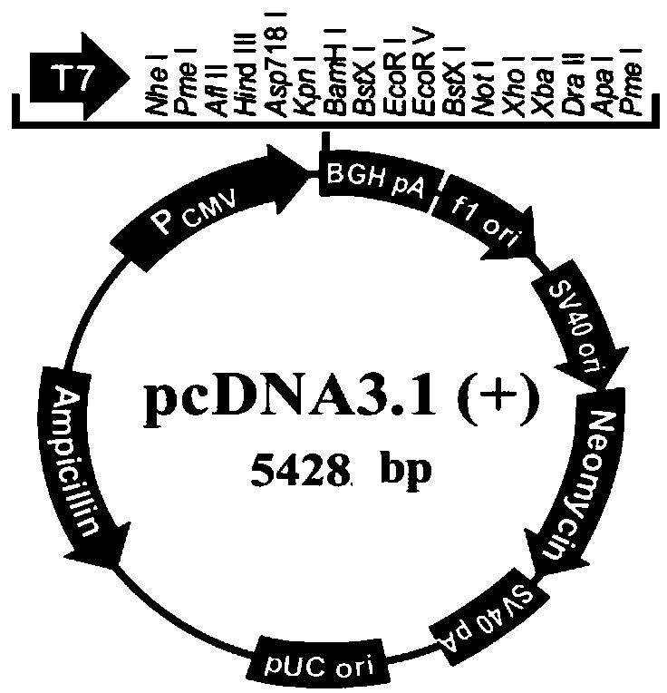 MIP3 alpha-FGFR1-PD1/Fc fusion protein and nucleic acid molecule and application thereof