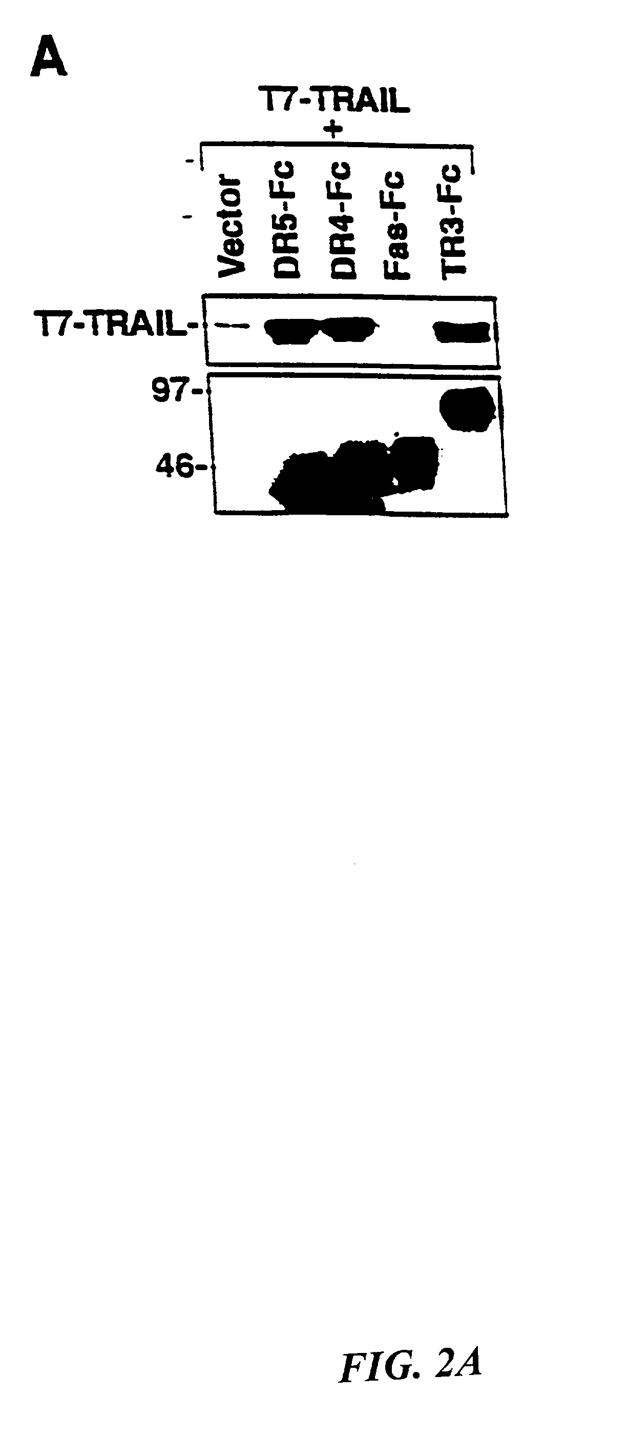 Novel trail receptors, nucleic acids encoding same, and methods of use thereof