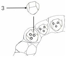 Invisible device for pressing down anterior teeth, rising posterior teeth and opening occlusion in invisible correction process