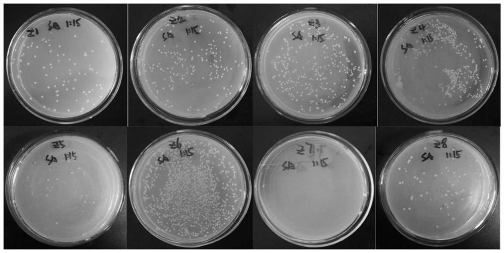 A kind of anti-Staphylococcus aureus and its drug-resistant strain traditional Chinese medicine composition and its preparation method and application