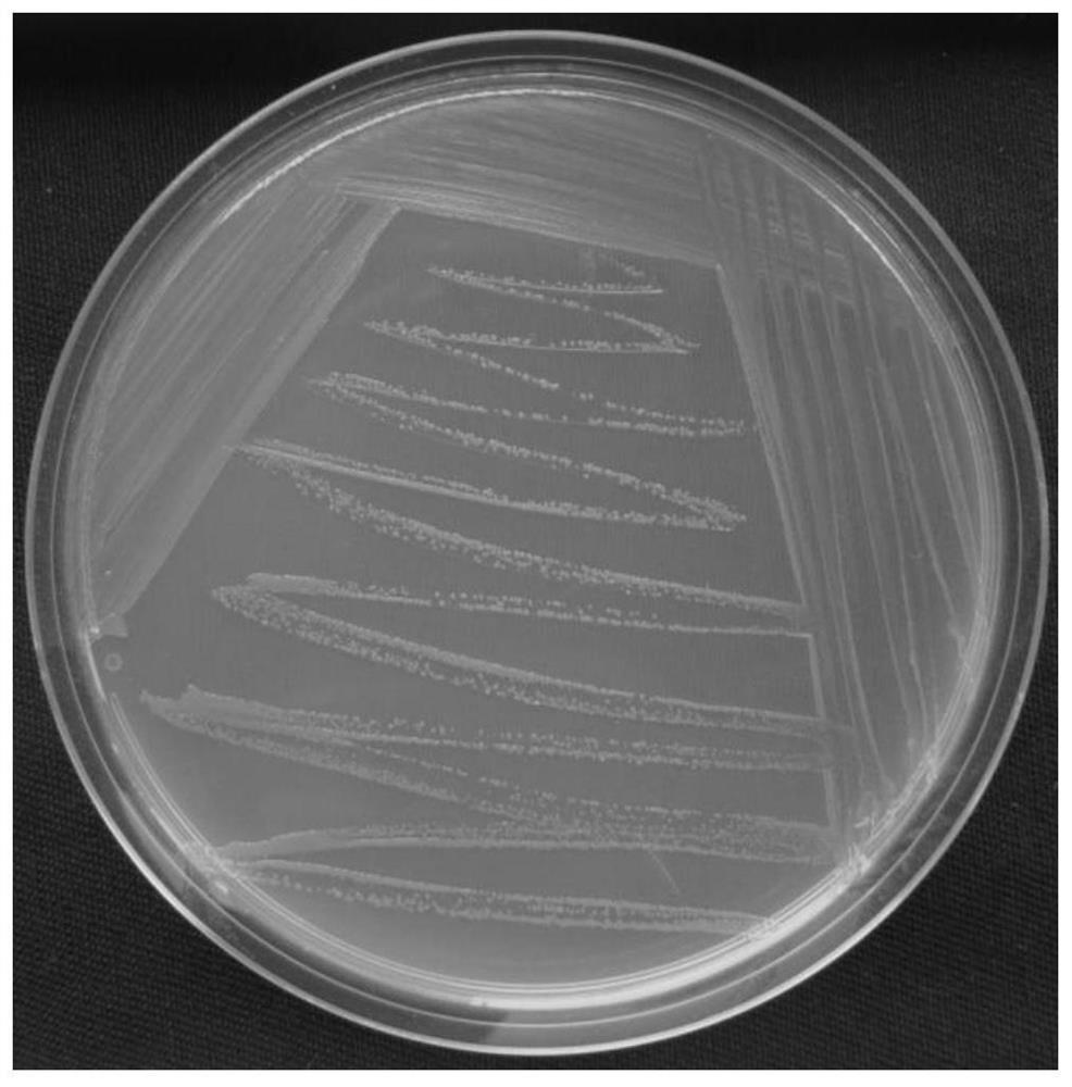 A strain am101 capable of degrading various β-lactam antibiotics and its application