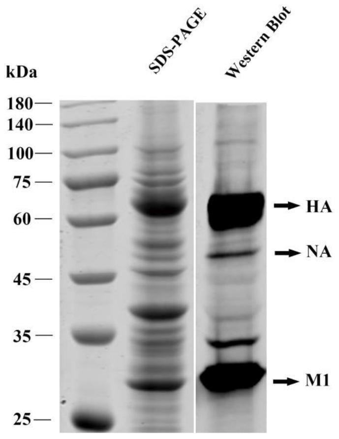 Gene for coding recombinant avian influenza virus HA protein, virus-like particle, vaccine, preparation and application