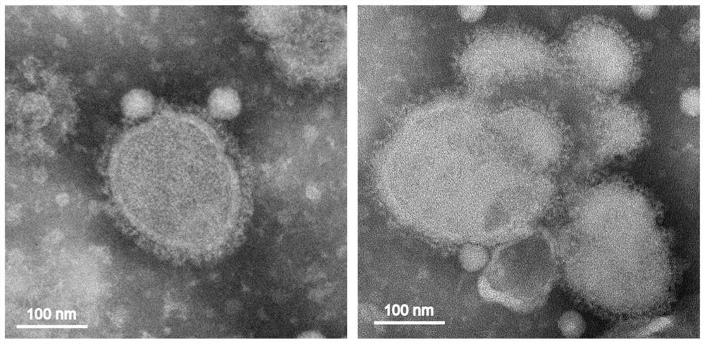 Gene for coding recombinant avian influenza virus HA protein, virus-like particle, vaccine, preparation and application