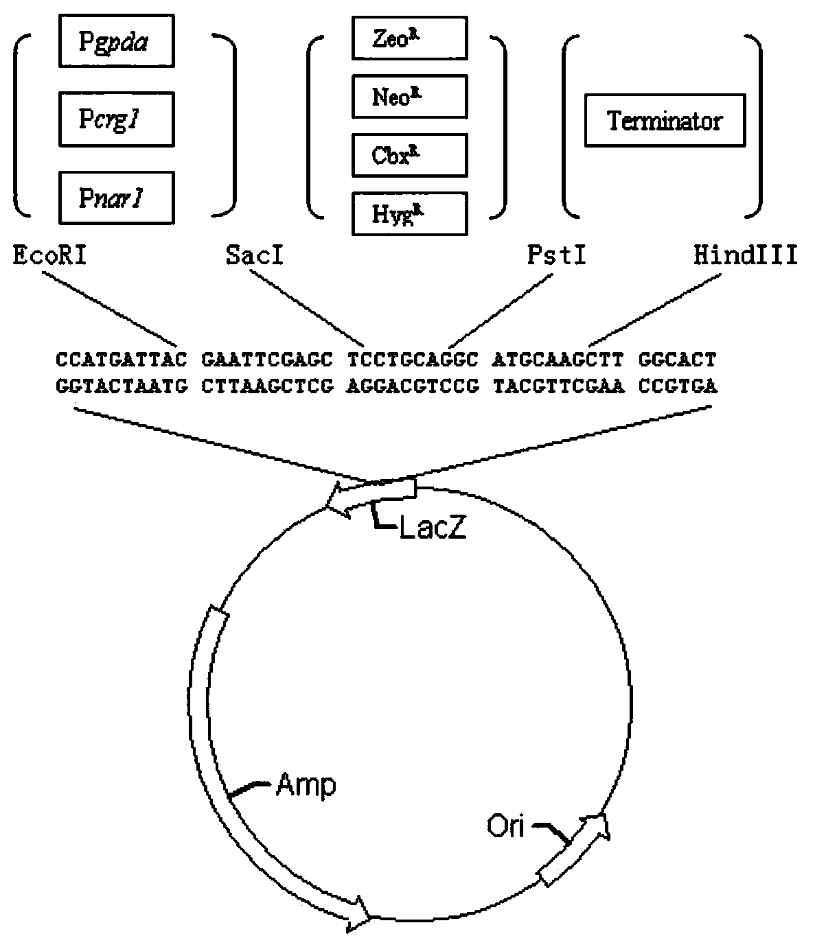 Agrobacterium-mediated Zizania smut transformant strain and its preparation method and application