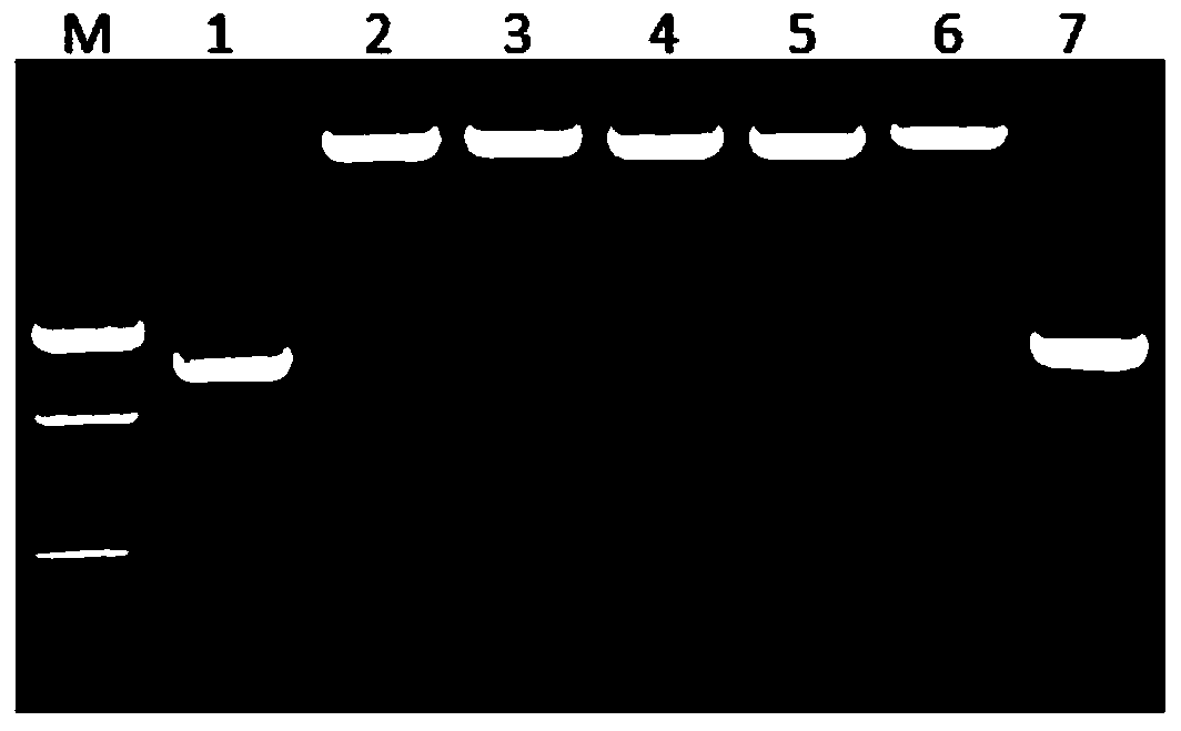 Primer pair set for East Asian passiflora virus whole-genome determination and application of primer pair set