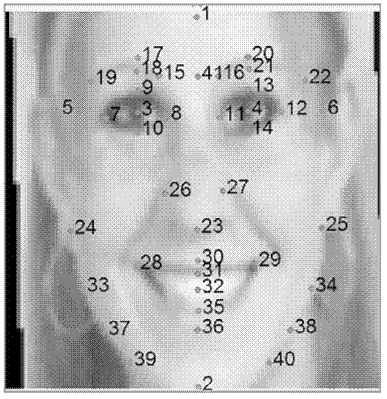 Geometrical feature-based human face aesthetics analyzing method