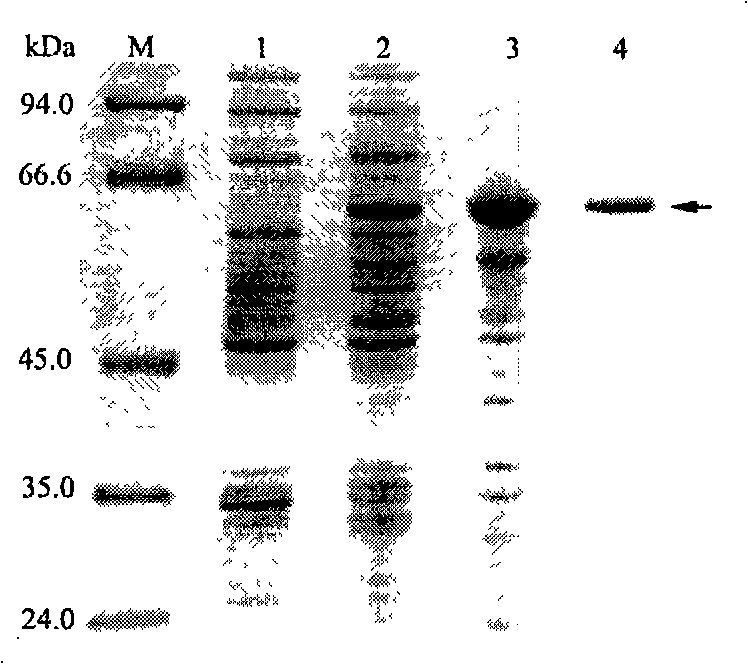 Method for preparing recombinant heat-proof beta-glucuronic acid enzyme