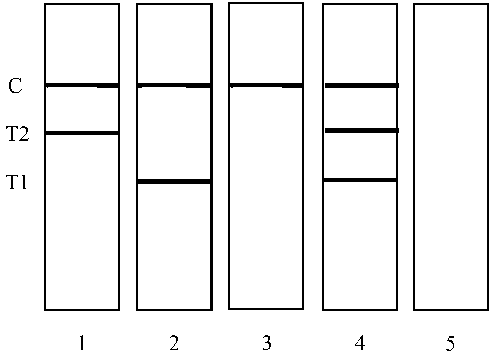 Detection test paper strip of colloidal gold method for adenovirus IgM and IgG antibodies, kit and preparation method thereof