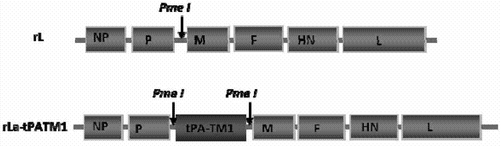 Recombinant Newcastle disease LaSota attenuated vaccine strain expressing mycoplasma gallisepticum TM1protein