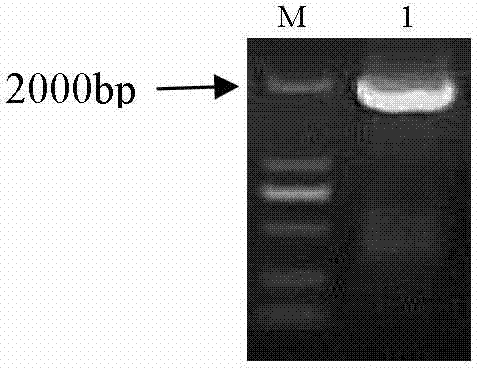 Recombinant Newcastle disease LaSota attenuated vaccine strain expressing mycoplasma gallisepticum TM1protein