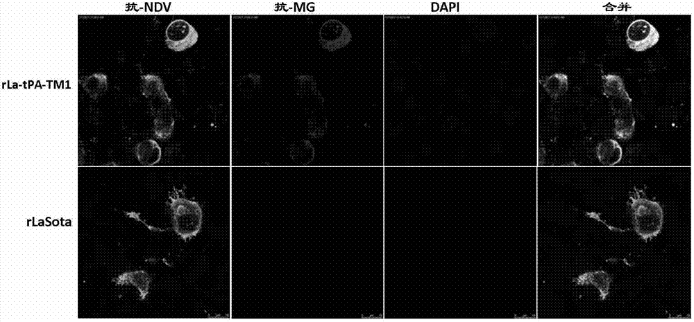 Recombinant Newcastle disease LaSota attenuated vaccine strain expressing mycoplasma gallisepticum TM1protein