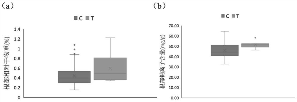 SNP molecular marker and application thereof