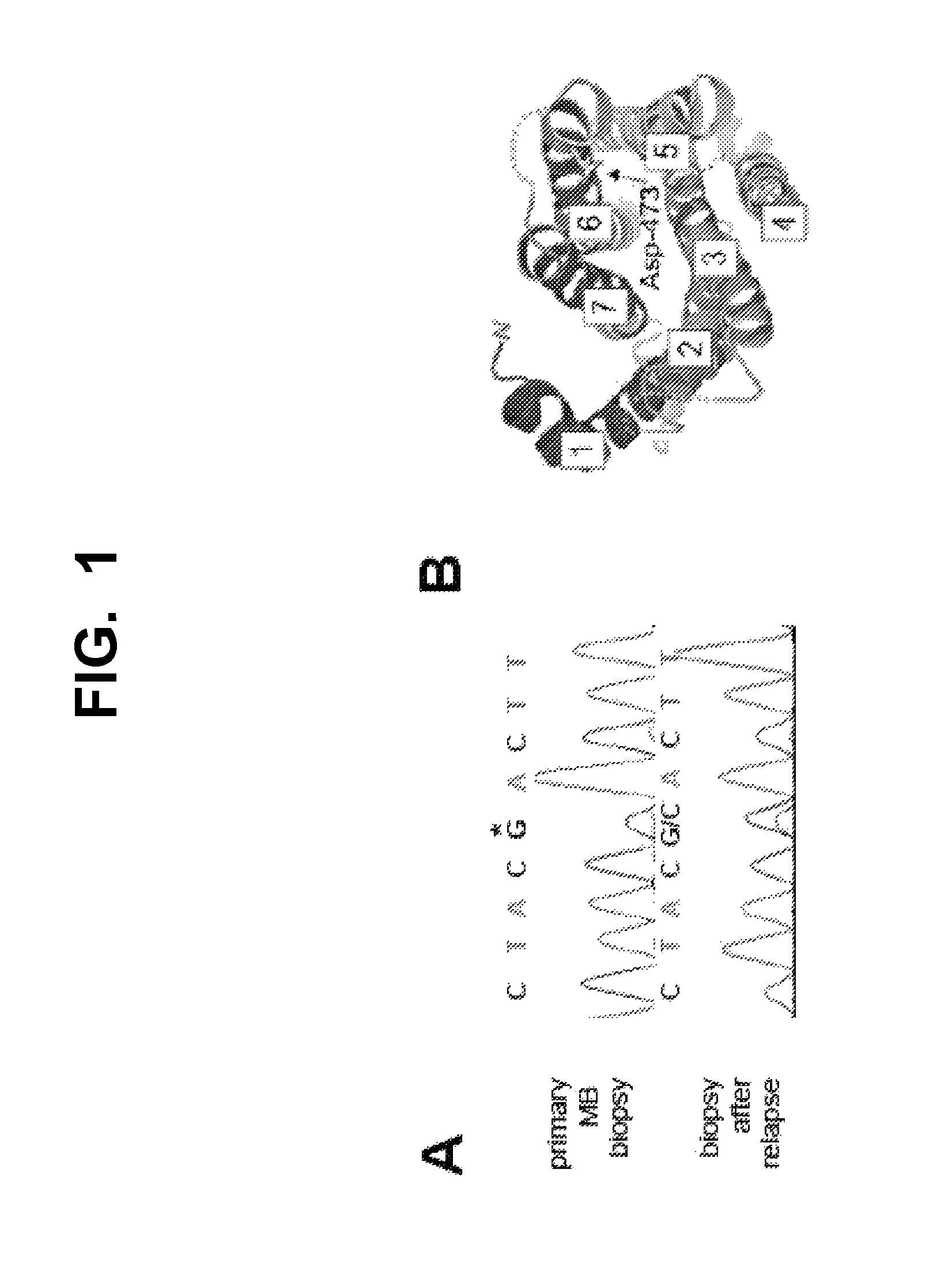 Mutant smoothened and methods of using the same