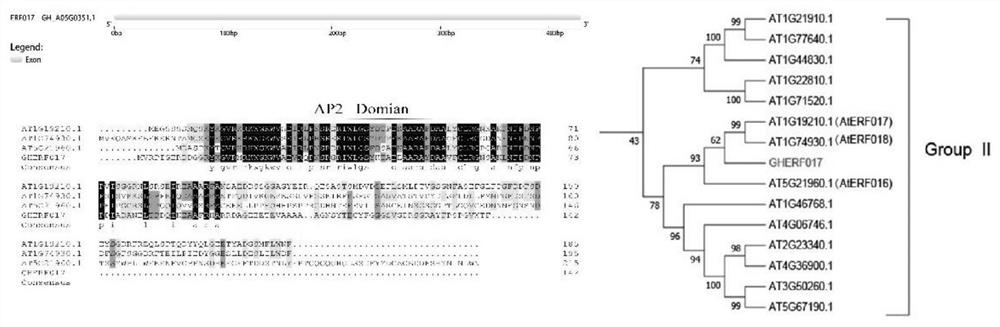 Application of GhERF017 gene in regulation and control of plant salt tolerance