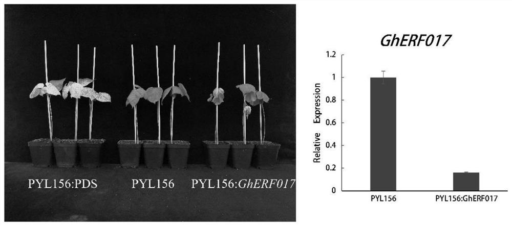 Application of GhERF017 gene in regulation and control of plant salt tolerance