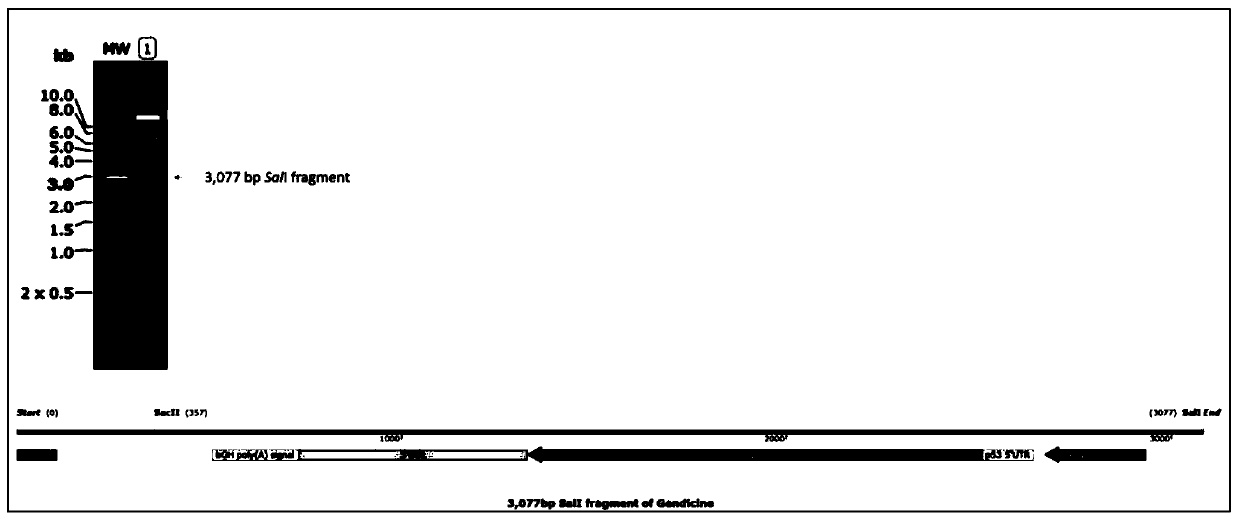 Variant p53 gene and recombinant adenovirus for cancer treatment