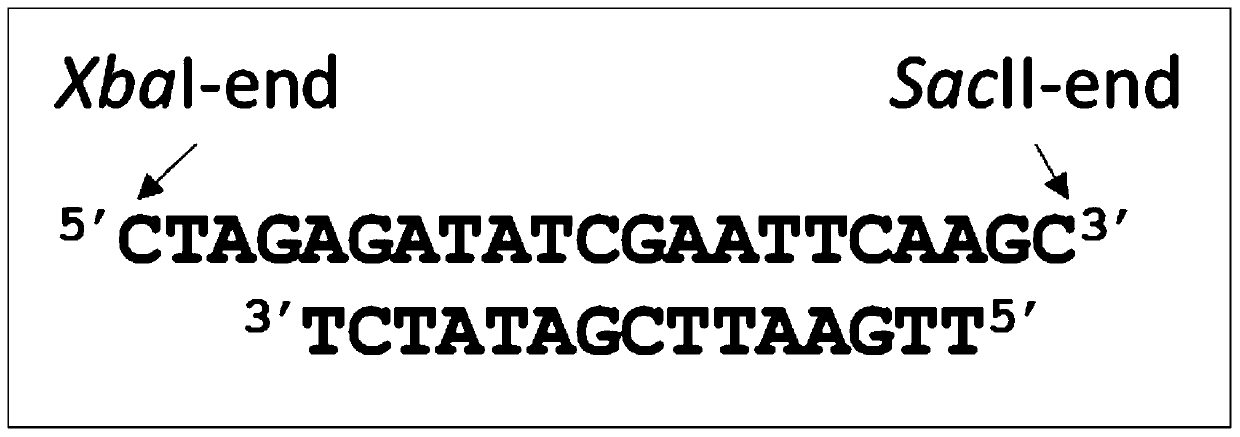 Variant p53 gene and recombinant adenovirus for cancer treatment