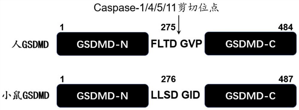 GSDMD inhibitor and application thereof in prevention and treatment of atherosclerosis and sepsis