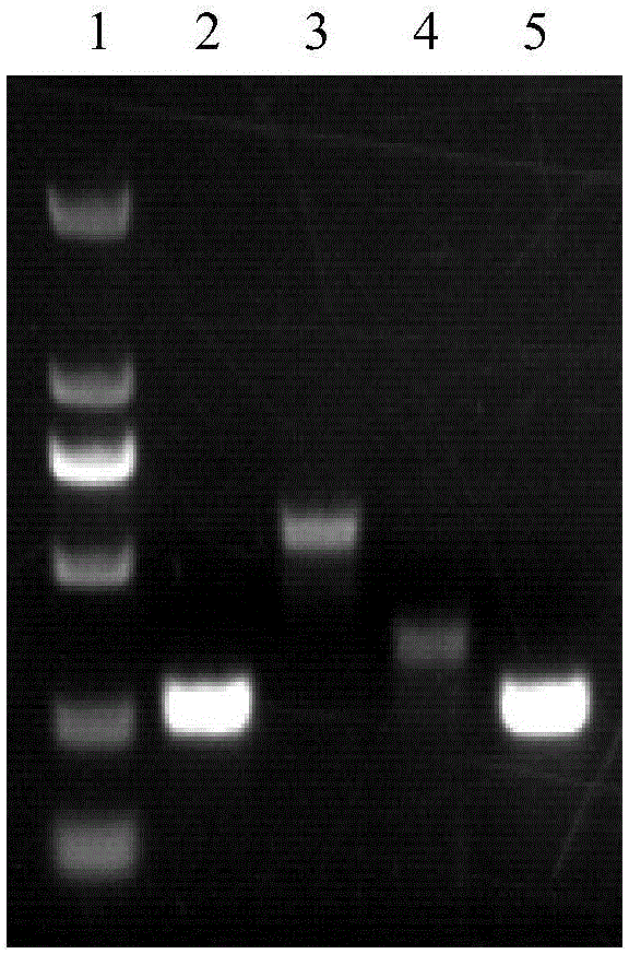 A method for co-transformation of oligonucleotide and elimination plasmid for essential gene point mutation of Escherichia coli