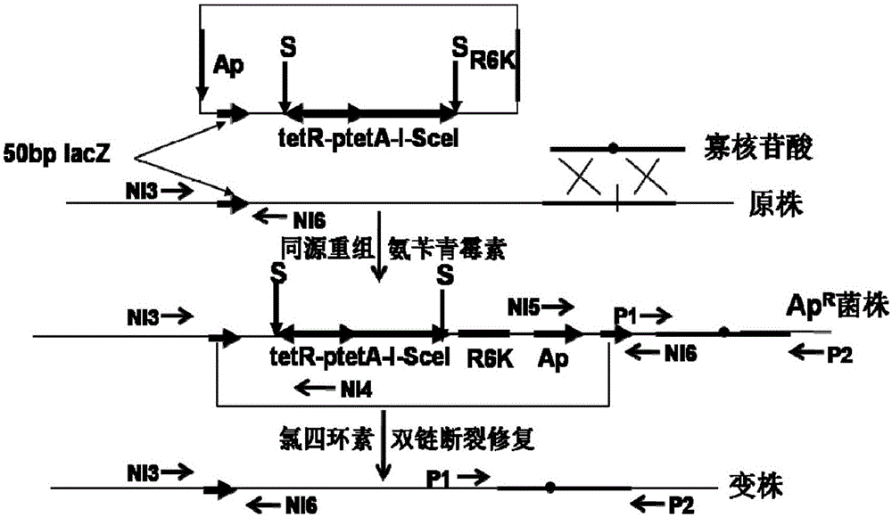 A method for co-transformation of oligonucleotide and elimination plasmid for essential gene point mutation of Escherichia coli