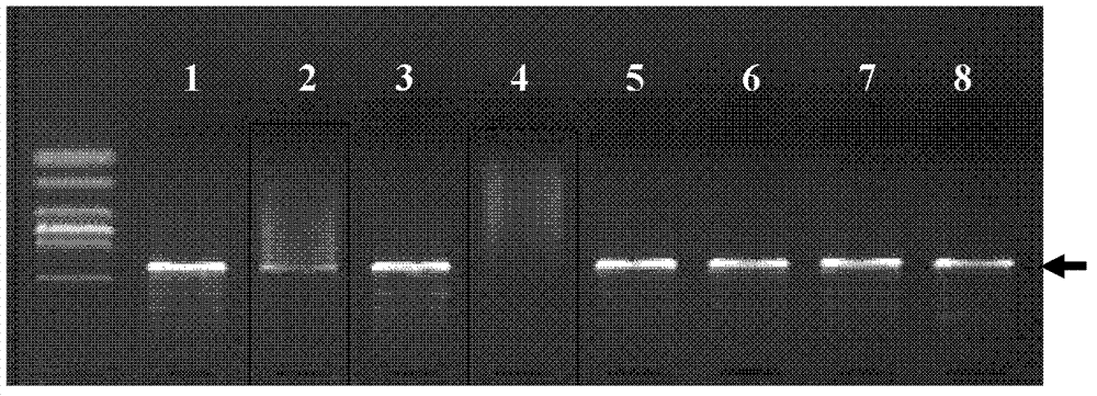 Alteromonas and application thereof in inhibiting growth of red-tide algae