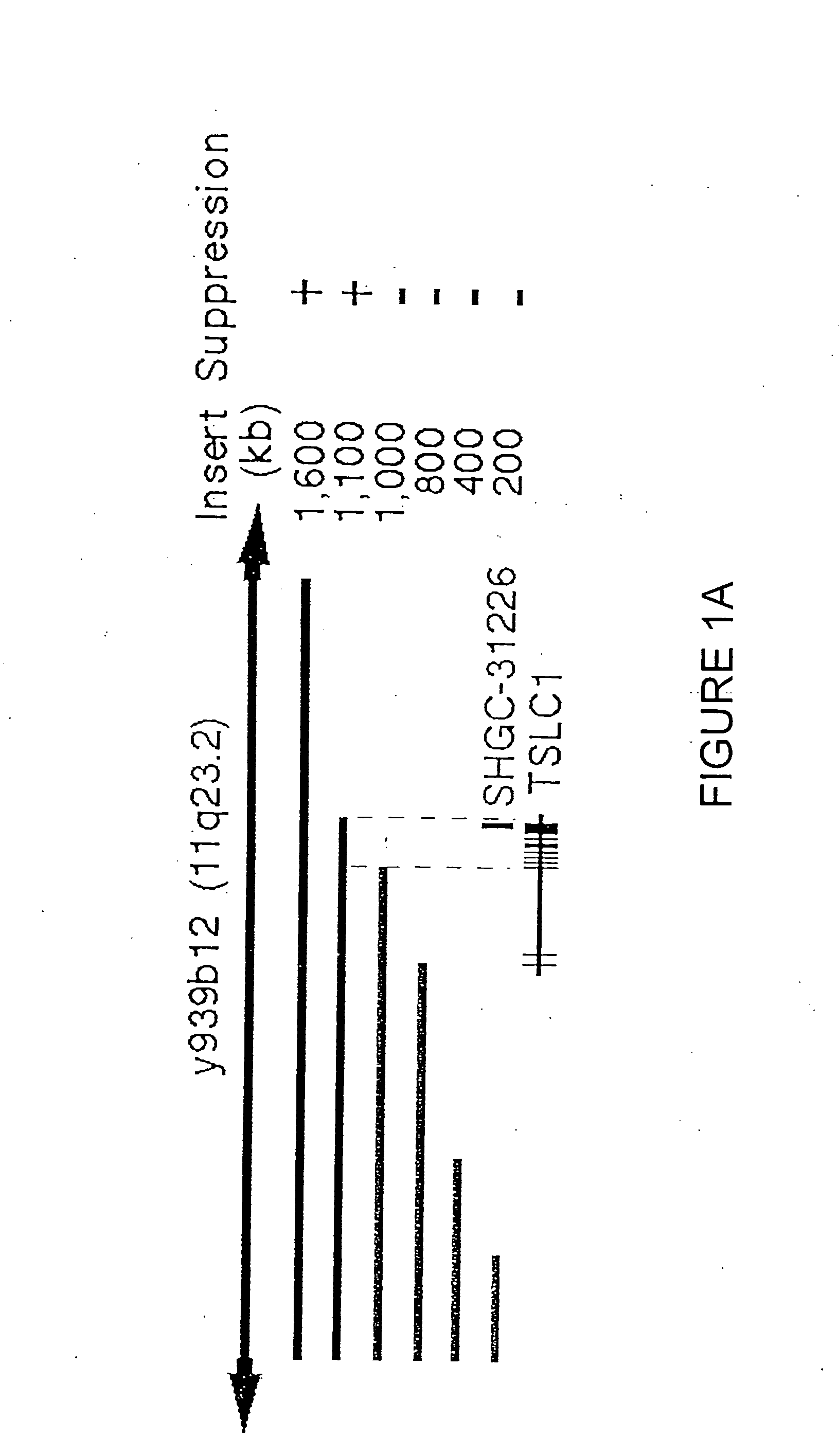 Diagnosis and treatment of tumor-suppressor associated disorders