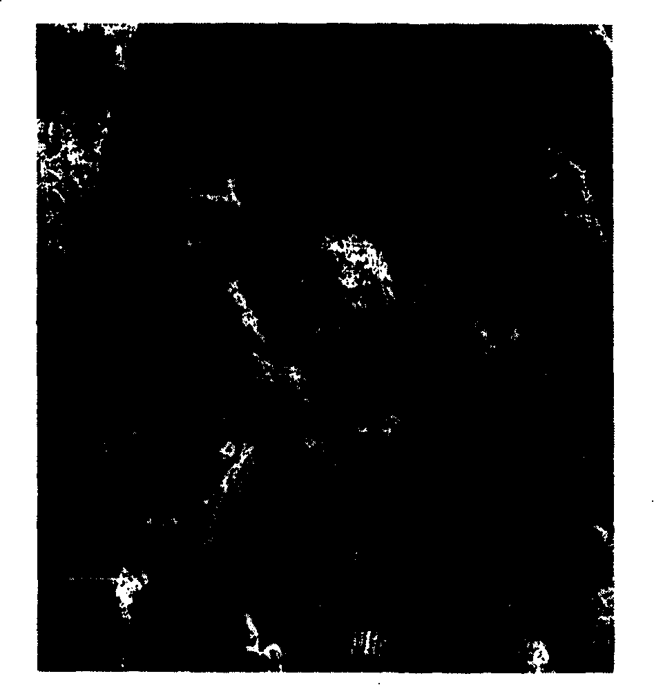 Preparation method of modified turf adsorbent