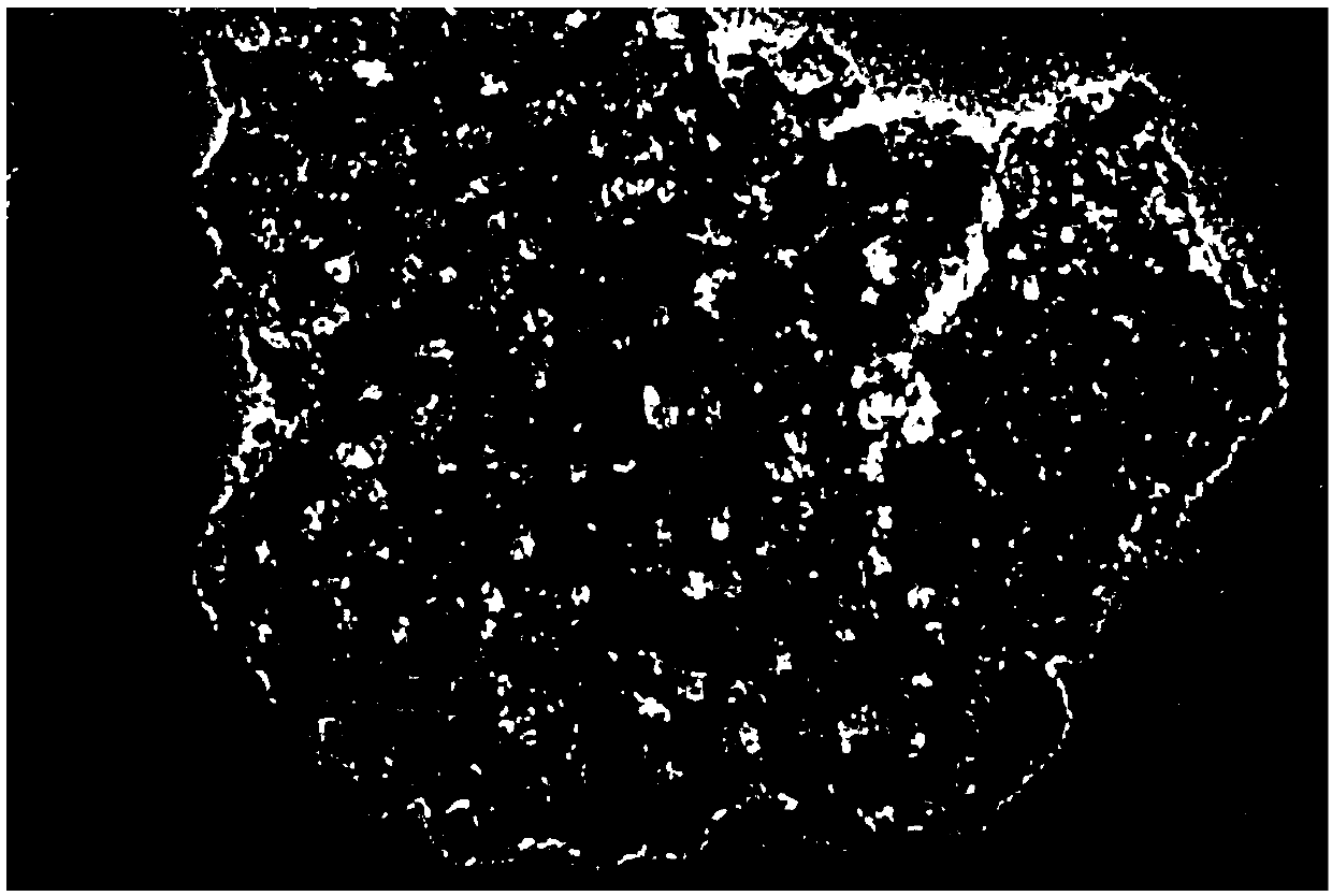 Shower nozzle-structured mesoporous carbon and nanometer cobalt compound and preparation method and application thereof