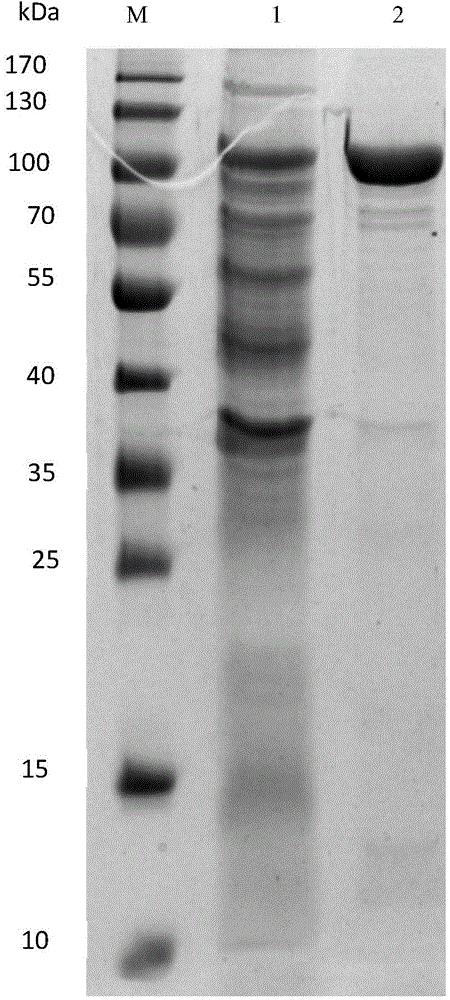 Alpha-L-rhamnosidase Rha1 as well as expressed gene and application of alpha-L-rhamnosidase Rha1