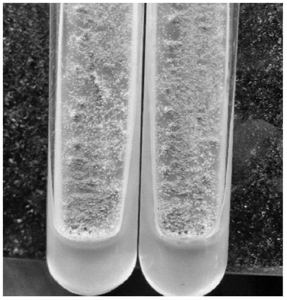 A method for improving the sclerotinization phenomenon of Aspergillus oryzae strains