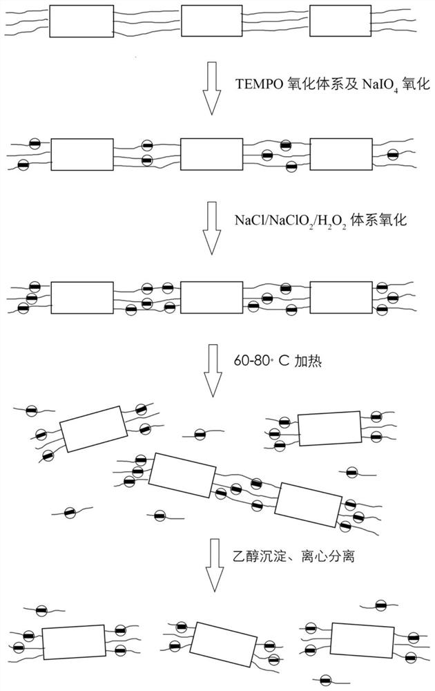 High-carboxyl-substituted hairy cellulose nanocrystal and preparation method thereof