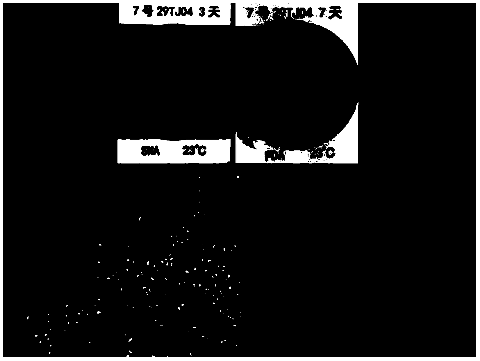 Saline-alkali tolerant trichoderma longibrachiatum and application thereof