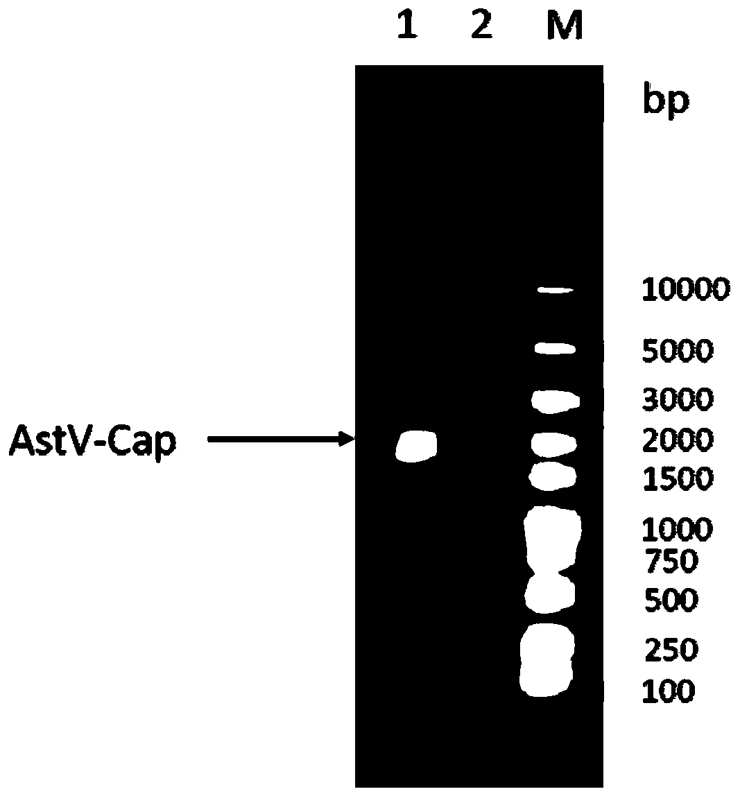 Goose astrovirus-like particle novel genetic engineering subunit vaccine