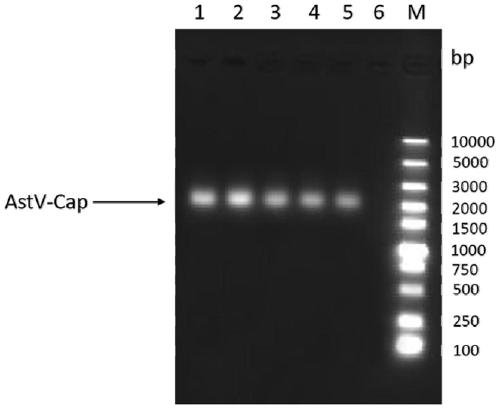 Goose astrovirus-like particle novel genetic engineering subunit vaccine