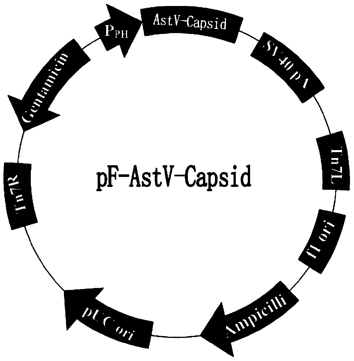 Goose astrovirus-like particle novel genetic engineering subunit vaccine