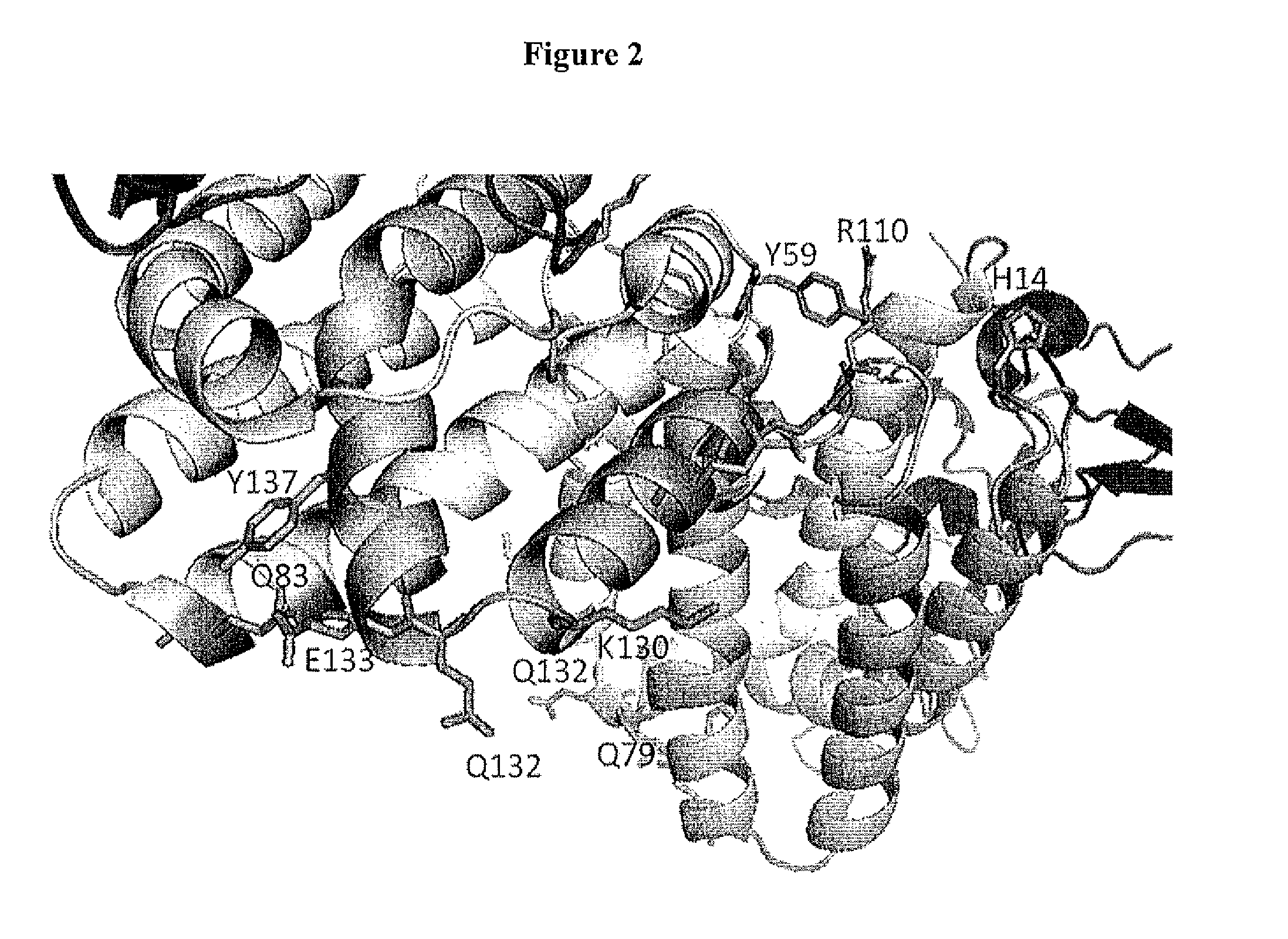 Interleukin-10 Polypeptide Conjugates and Their Uses