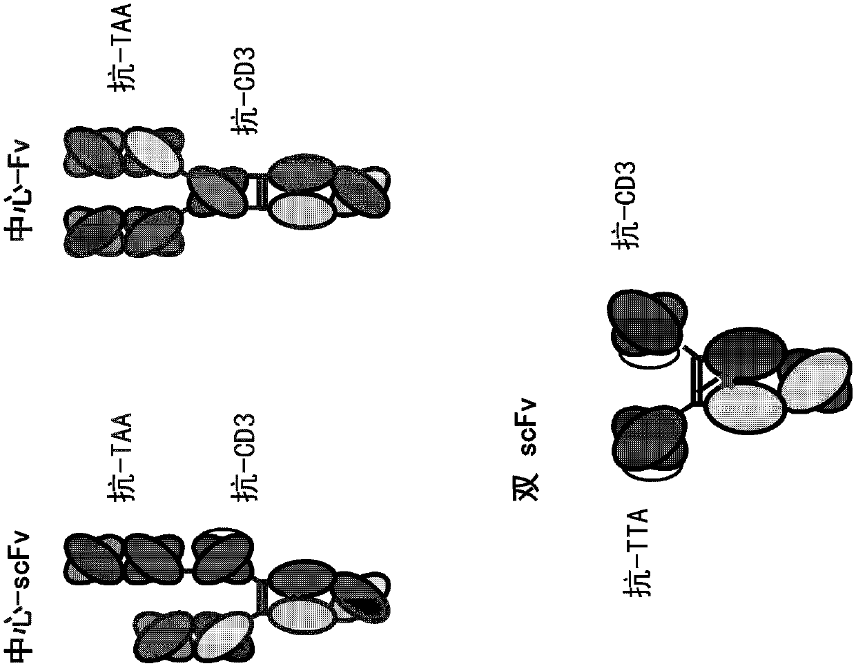 Heterodimeric antibodies that bind cd3 and tumor antigens