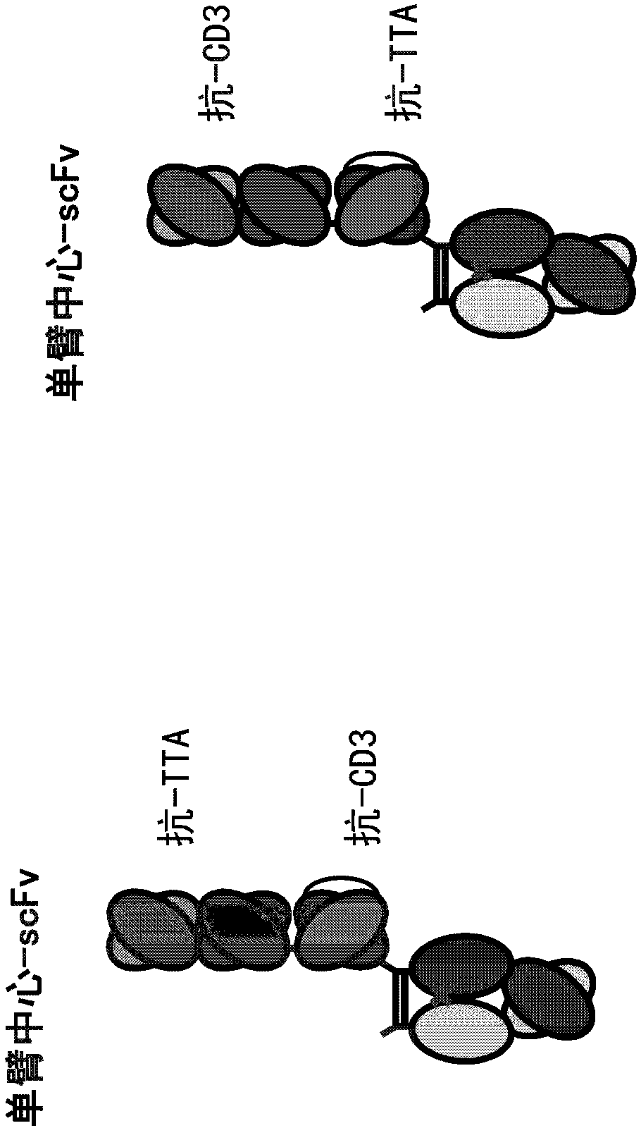 Heterodimeric antibodies that bind cd3 and tumor antigens