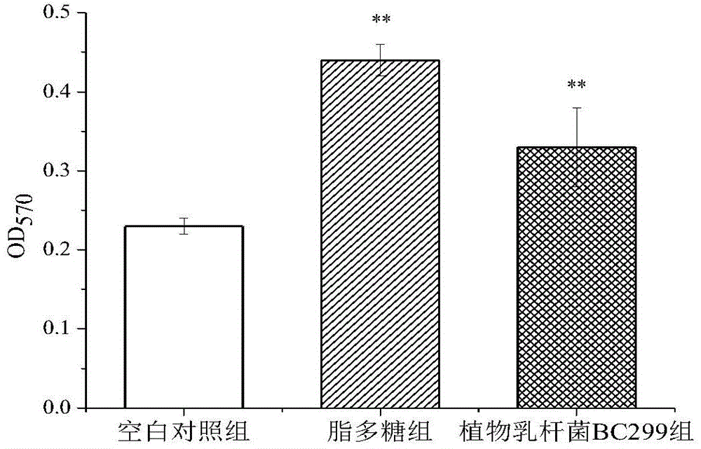 Lactobacillus plantarum boosting immunological competence