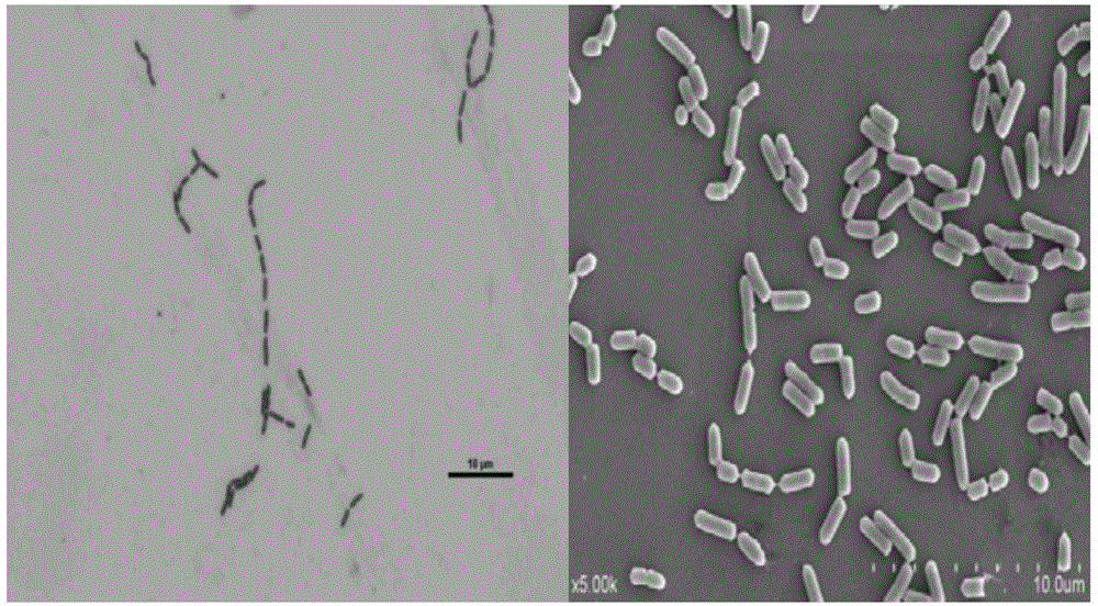 Lactobacillus plantarum boosting immunological competence