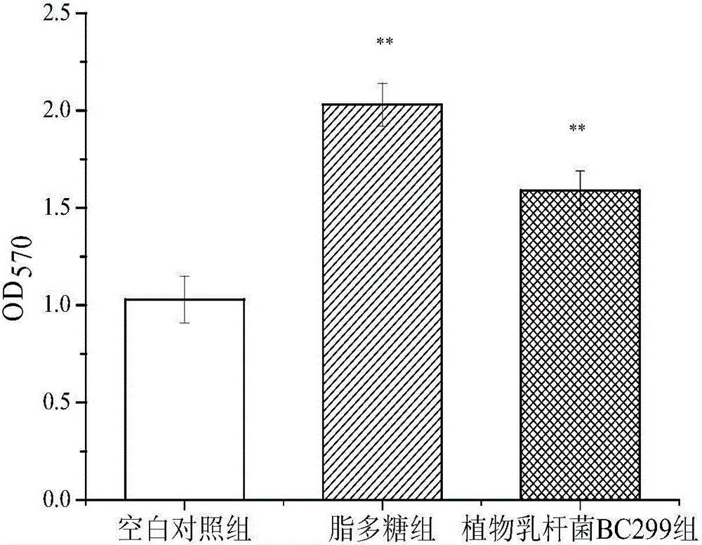 Lactobacillus plantarum boosting immunological competence