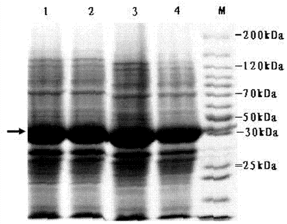 Novel high-temperature-resisting lipase gene and coding product thereof