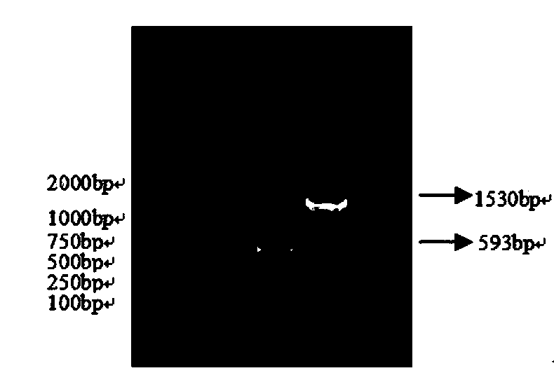 Dual RT-PCR (reverse transcription-polymerase chain reaction) detection for CDV (canine distemper virus) and CPIV (canine parainfluenza virus) and special primer for detection