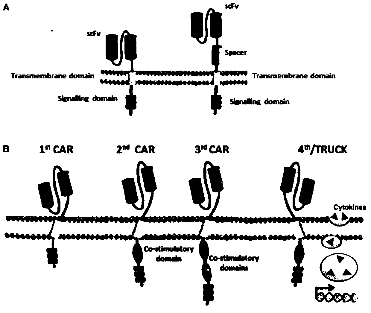 A replication-defective recombinant lentiviral car-t transgene vector targeting CD22 and its construction method and application