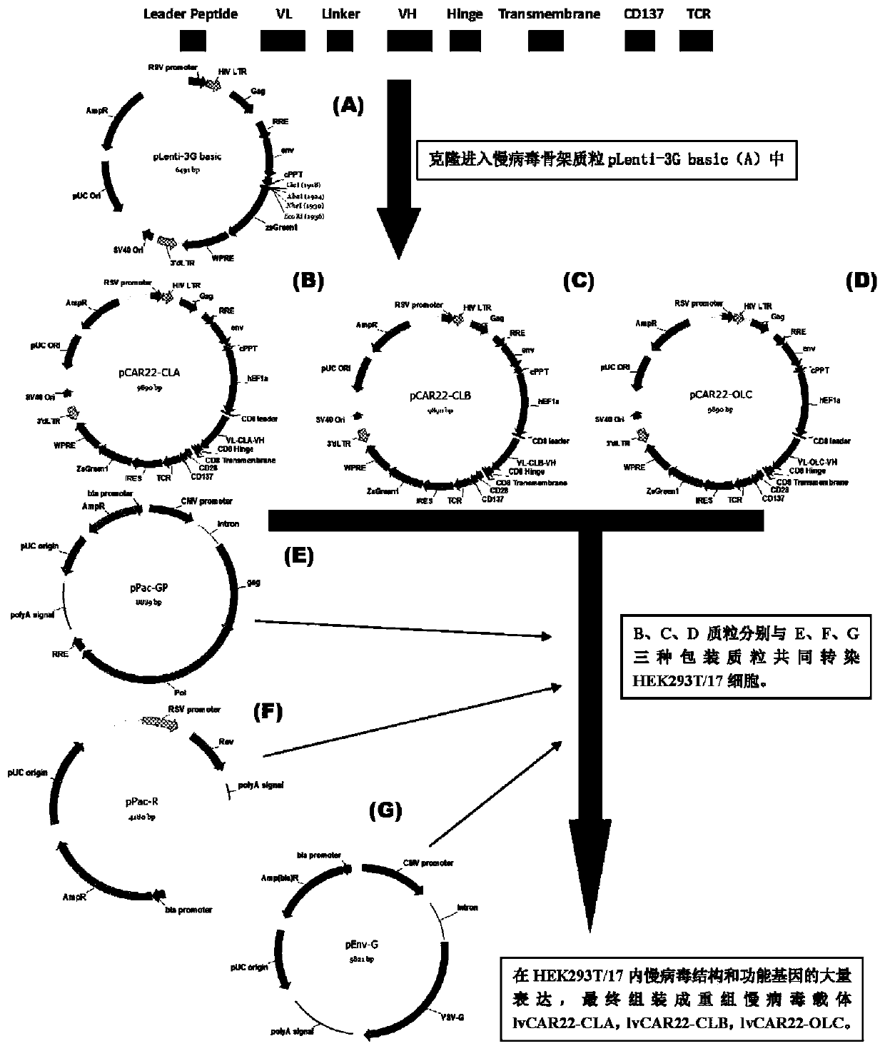 A replication-defective recombinant lentiviral car-t transgene vector targeting CD22 and its construction method and application