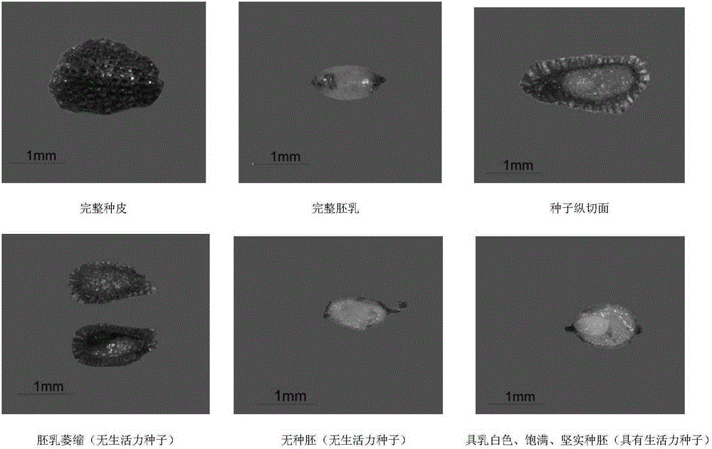 Method for detecting vitality of cistanche seeds