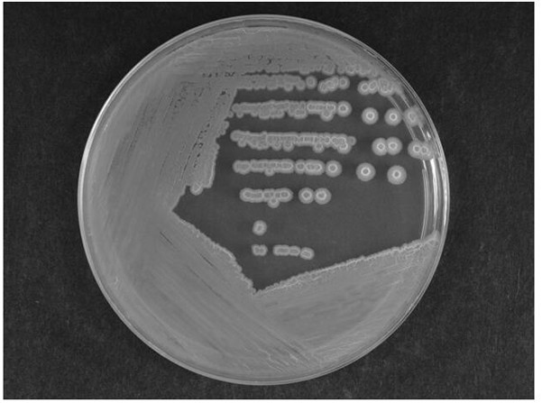 A Strain of Bacillus Veles and Its Application