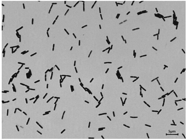 A Strain of Bacillus Veles and Its Application