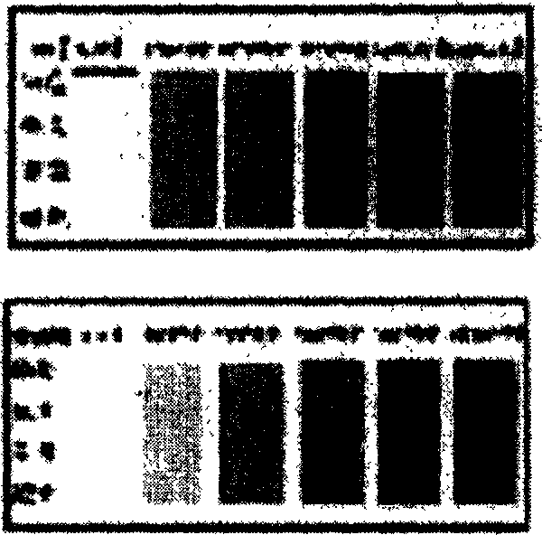 Molybdate radical ion and nitrite radical ion concentration test card and its preparing method