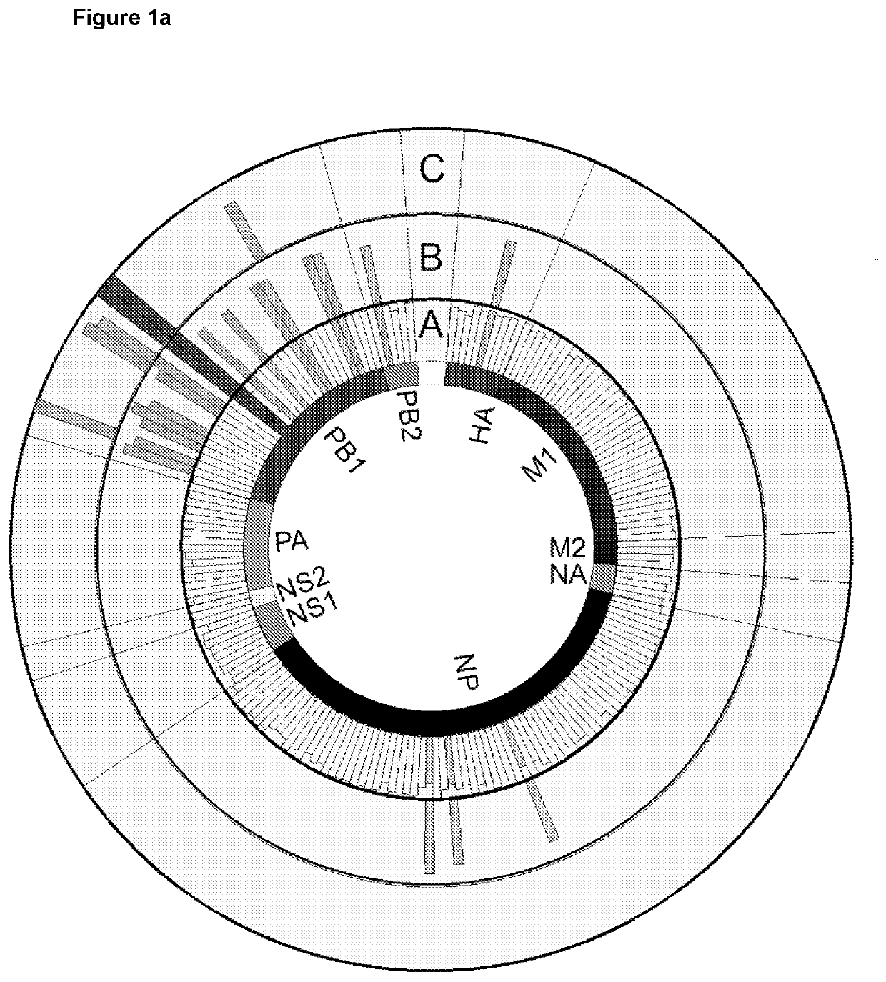 Methods and compositions for preventing influenza infection